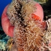 anemonefish_pink_mid_v_0705_png1238.jpg